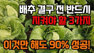 배추 결구 웃거름 시기 이것만 지켜도 성공! 수확 4주 전 3가지 관리법 무름병 노균병 진딧물 예방