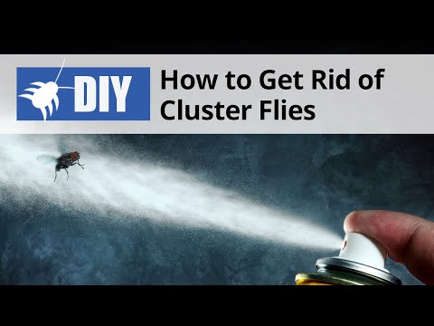  How to Get Rid of Cluster Flies Video 