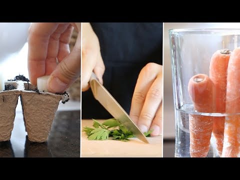 download lagu mp3 mp4 Zero Waste Food Tips, download lagu Zero Waste Food Tips gratis, unduh video klip Zero Waste Food Tips