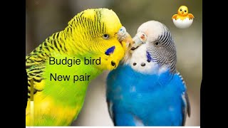 Download lagu lovebirds cute video mp3