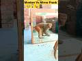 Monkey Vs Mirror Prank Video Shorts Ytshorts Shortsviral