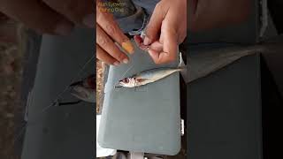 Download lagu pasang umpan ikan utuh pakai treble mp3