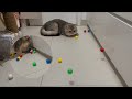 1 Year Old Cat Pepper Playing With 20 Bouncy Balls For The First Time