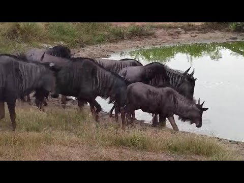 Djuma: Wildebeests - 08:07 - 04/10/19