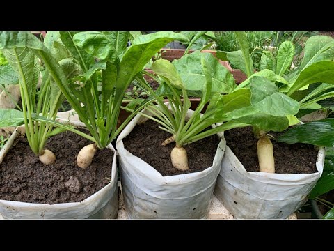Growing daikon radish in bag | How to grow daikon radish from seed to harvest