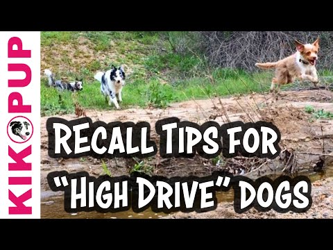 How is it possible to use Positive Reinforcement to train a RELIABLE recall?