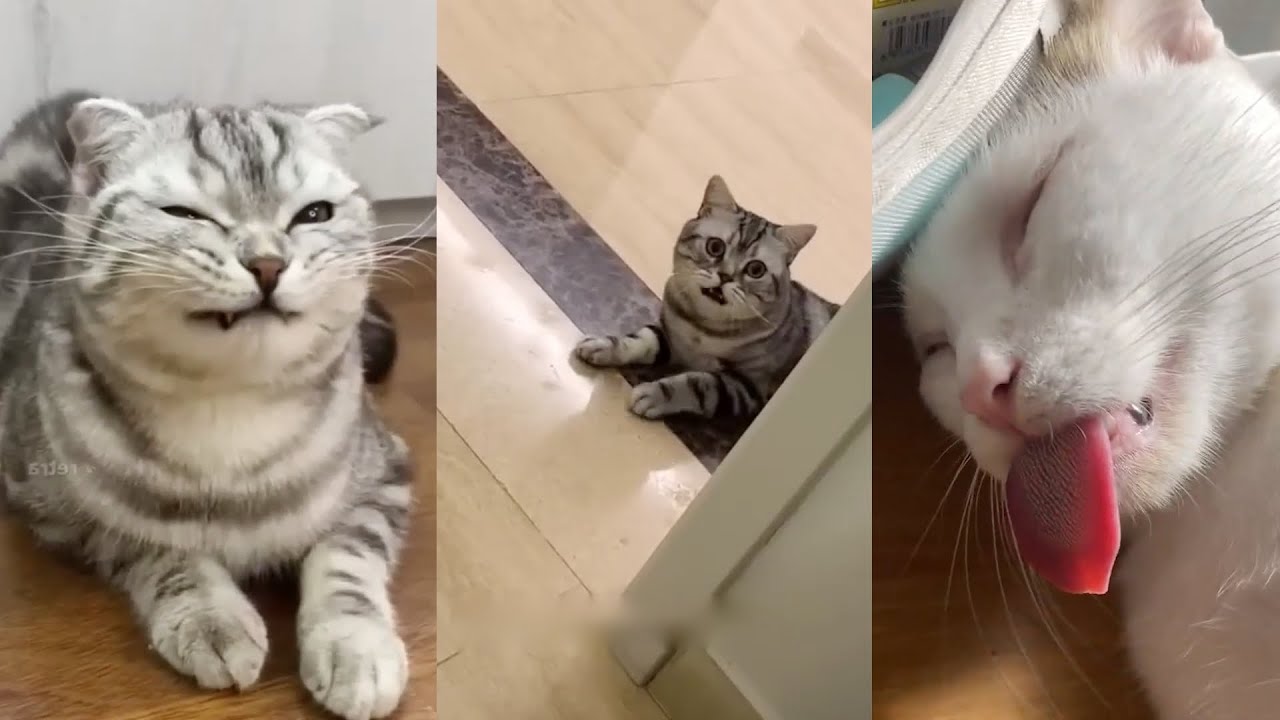 Funniest Cats and Dogs 😂 Ultimate Pet Fails Compilation! Part 24 | Can't Stop Laughing