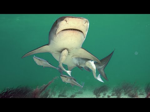 Ningaloo Reef - Where Ocean Giants Meet [Shark Documentary] | Wild Things