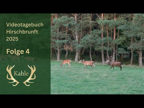 Der Platzhirsch beherrscht sein Rudel! Hirschbrunft in Pommern / Polen | Tag 4