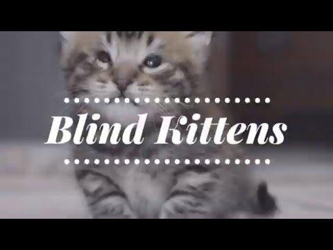 Fostering Blind Kittens
