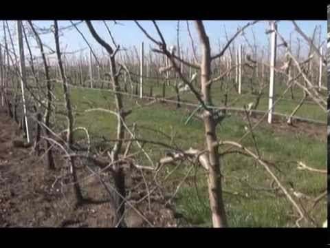 Zastita jabuke od bolesti, Galenika Fitofarmacija   U nasem ataru 527