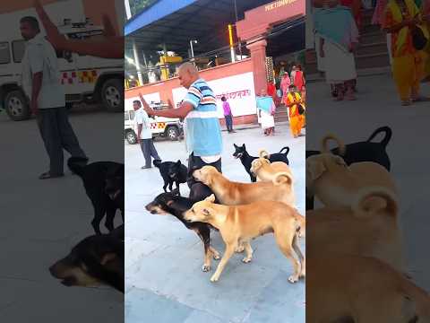 Hi ✌️ friend 24h viral video amazing flip dog is best friend i love dog indian cute dog