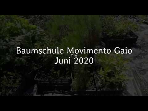 Baumschule 2020-06-17