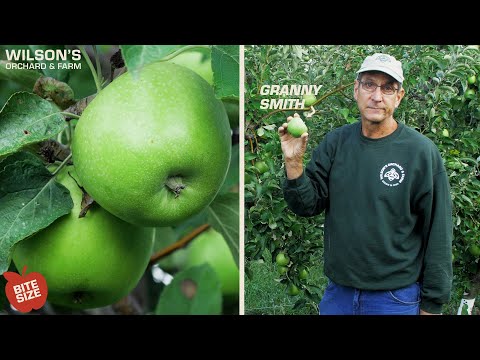 Granny Smith Apples | Bite Size