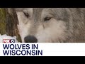 Wolves In Wisconsin FOX6 News Milwaukee