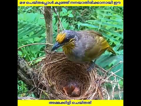 കൂടിനുള്ളിലേക് മഴ പെയ്തപ്പോൾ ഈ അമ്മ പക്ഷി ചെയ്തത് | Ashik Uncovered | #shorts