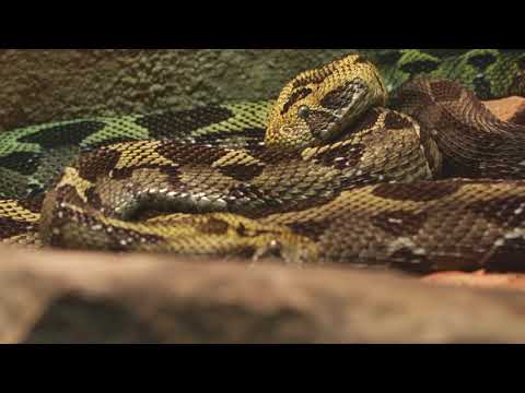 Discover the Snakes at the ARC - Zoo Knoxville (:06)