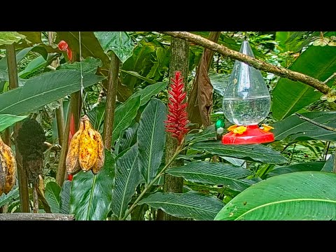 Brief And Lovely Look At The Snowy-bellied Hummingbird On The Panama Fruit Feeder – June 22, 2022