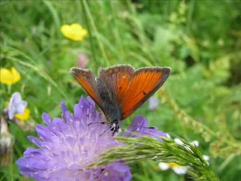 Feuerfalter-die "roten" Bläulinge--Eine Slideshow von Karin und Wolfgang Schmökel