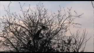 Los Campesinos! Heart Swells/Pacific Daylight Time