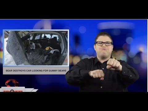 Bear destroys car looking for gummy bears (ASL - 4.5.19)