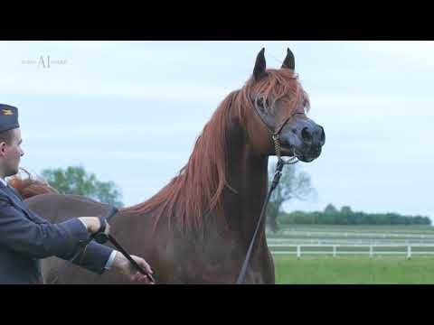 ⚜️ WORONIN ⚜️ ⁣(VITORIO TO x WILDA)⁣, 2016 Stallion