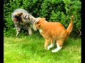 Бои котов-(Хельга "последний герой") 
