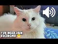 Suara Kucing Betina Birahi Yuk Ngerjain Kucing Anjingmu KOMPILASI HD