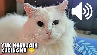Download lagu Suara Kucing Betina Birahi - Yuk Ngerjain Kucing/Anjingmu - KOMPILASI HD mp3