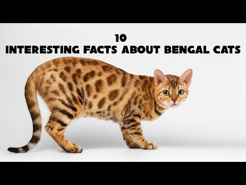 10 Interesting Facts About Bengal Cats | Animals Unlimited | Sameer Gudhate