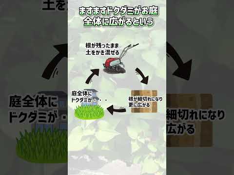 庭のメヒシバの写真で一般的な雑草を認識する方法