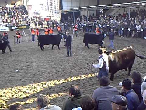 Gran Campeonato Hembras Palermo 2011 - Parte 4