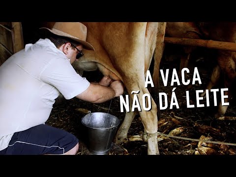 A VACA NÃO DÁ LEITE (JORNAL INDAVÍRUS #75)