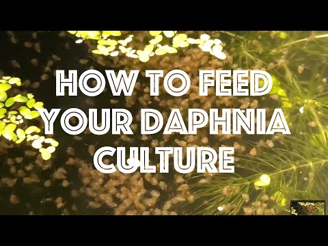 , title : 'Cara Memberi Makan Budaya Daphnia Anda'