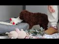 Standard Poodle dogs for sale: Lola AKC - Video 1