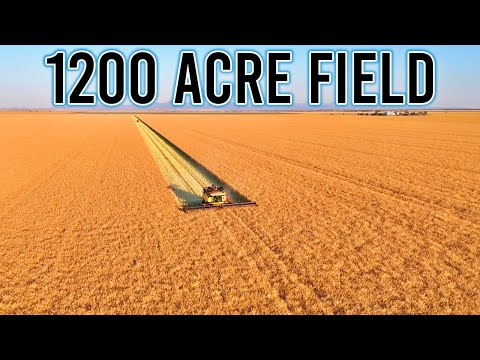 Harvest Begins! | Harvest 2025 Ep 1 | Vlog 429