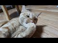 Orange Cat Licking Paw And Biting Nails