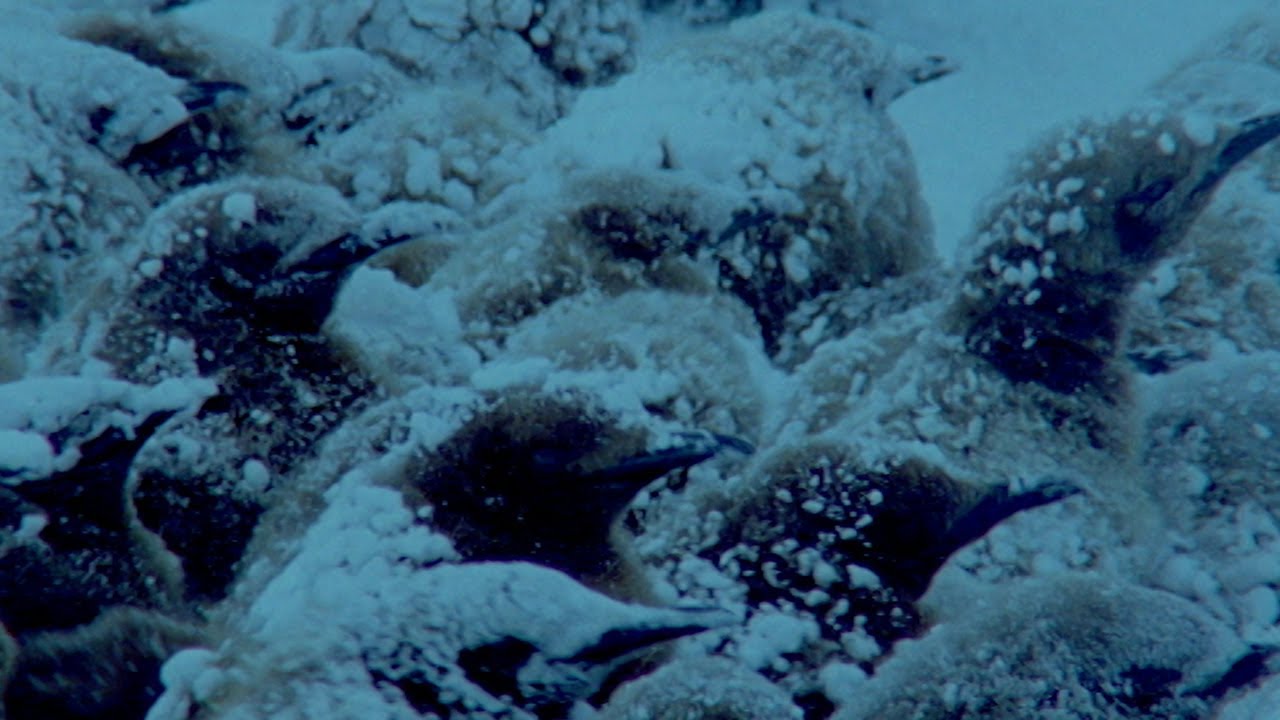 Penguins Huddle To Keep Their Eggs Warm Natural World: Penguins Of The Antarctic BBC Earth