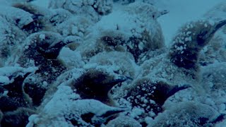 Download lagu Penguins Huddle To Keep Their Eggs Warm | Natural World: Penguins Of The Antarctic | BBC Earth mp3