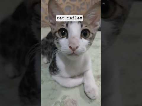 cat funny moment 😹🙀#punjab #flood #cat #tiktok #walikb