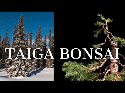Bonsai Design Inspired by Snow-Laden Spruce