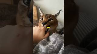 Download lagu Noble boy falls in love with poor girl #animals #shortvideo #love #cat #cute #rescue mp3