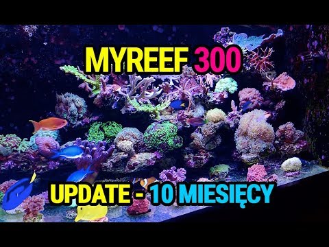 (152) MyReef 300 / Update / 10 miesięcy - Akwarium morskie - Reef aquarium