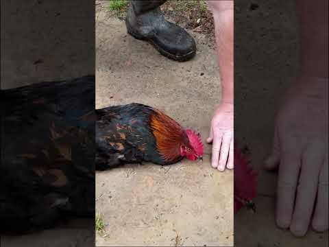 ¿Por qué las gallinas se quedan quietas con una línea