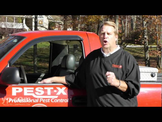 Pest- X Exterminating - Walkertown, NC