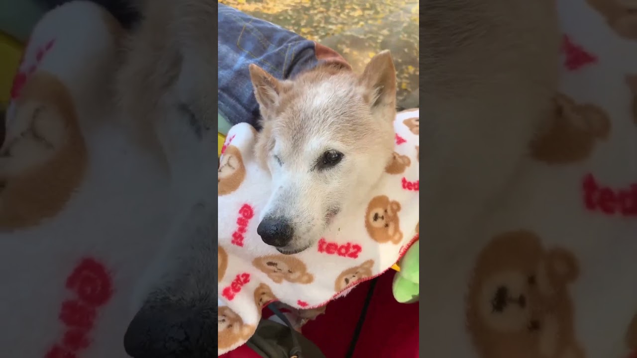 季節が変わる度に溢れる思い出エンと見た景色がまた見たくて足を運んでしまう　　　　　　　必ずそこに待っていてくれる　　　# 犬#柴犬#銀杏並木#虹の橋の愛犬