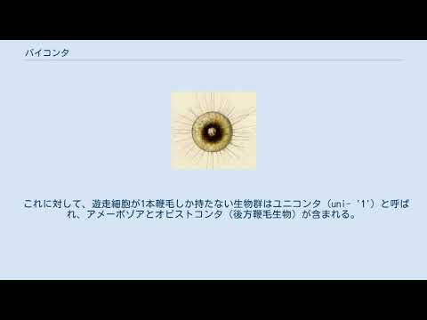 2 つのオピストコント: キノコを持った人間。