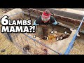 MAMA HAD A CROWDED HOUSE!! ...she was carrying SIX LAMBS!  Vlog 779