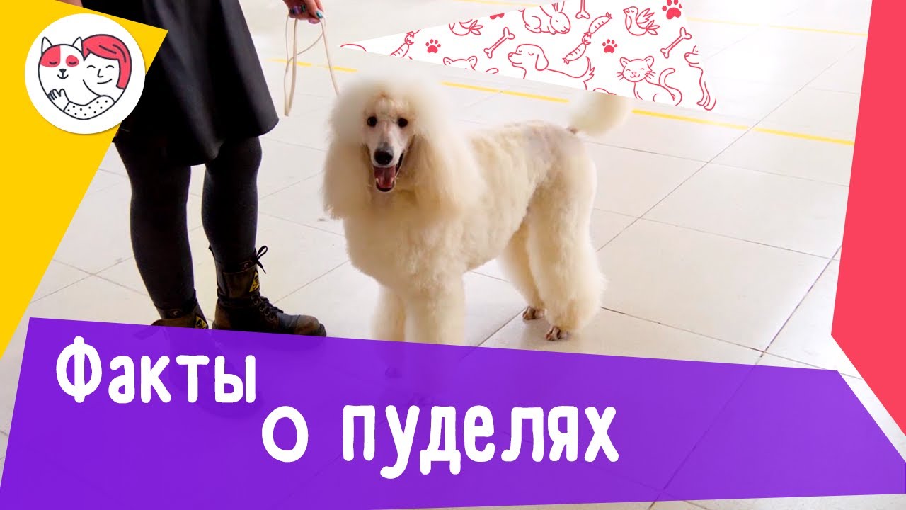6 интересных фактов о пуделях