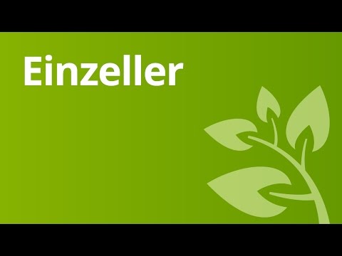 Einzeller: Das Augentierchen im Detail | Biologie | Biologie der Zellen